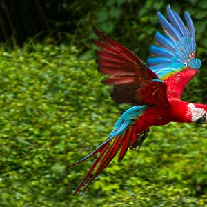 Jun. 2017 - Wings Of Wonder - Green-winged Macaw