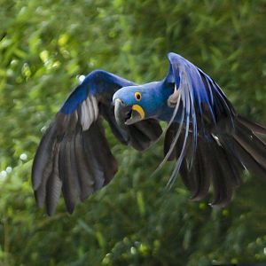 Jun. 2017 - Wings Of Wonder - Hyacinth Macaw