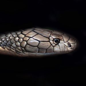 Jun. 2017 - Reptile House - King Cobra