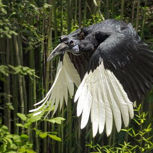 Jun. 2017 - Wings Of Wonder - Abyssinian Ground Hornbill