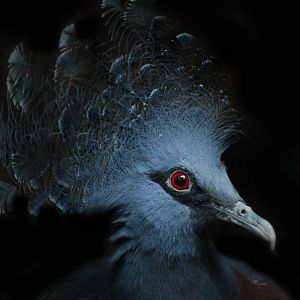 Media 'Jun. 2017 - Wings Of The World - Victoria Crowned Pigeon' in category 'Cincinnati Zoo and Botanical Garden'