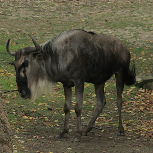 Jun. 2017 - Africa - Mike (New White-bearded Wildebeest)