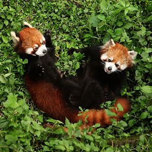 Red Pandas in play