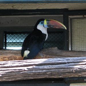 Tucan