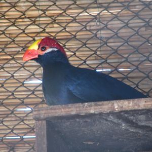Violet Turaco