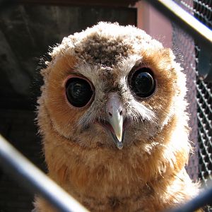 Young Owl