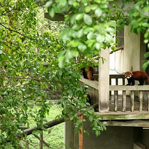 Red Panda Exhibit