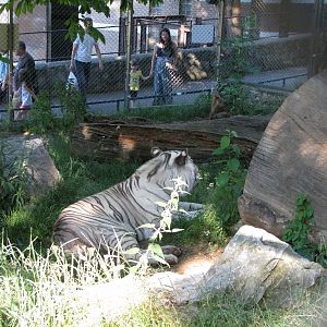 White Tiger Enclosure