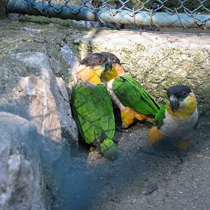 There Was Something Very Interesting In The Corner