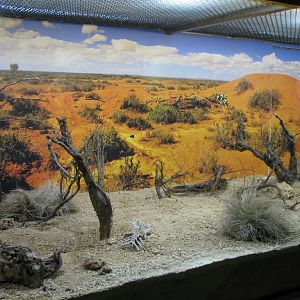 Terrarium, Black-headed Python Enclosure