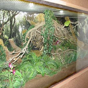 Terrarium, Emerald Tree Boa Enclosure