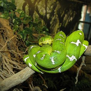 Terrarium, Emerald Tree Boa