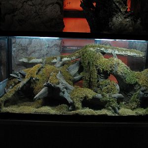 Terrarium, Moss Vivarium