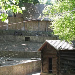 Tapir, Free Climbing Tapir