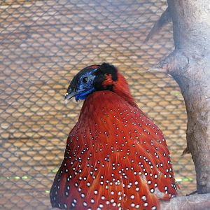 Temminck's Tragopan