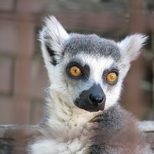 Ring-tailed Lemur