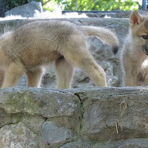 Second Wolf Family2