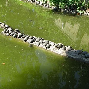 Pond Turtles