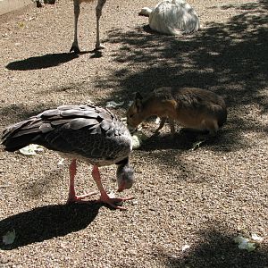 Rea, Screamer, Mara...