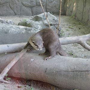 Oriental Small-clawed Otter
