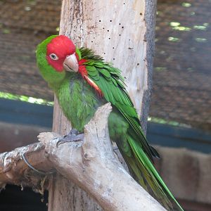 Parakeet