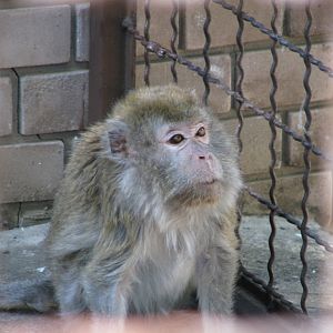 Lonely Crab-eating Macaque