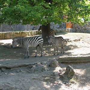 Grant's Zebra