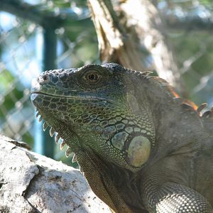 Green Iguana 2