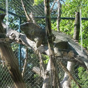 Green Iguana1