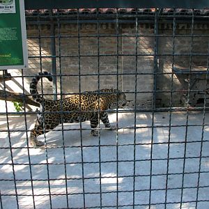 Jaguar In Temporary Enclosure