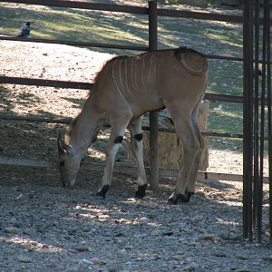 Eland Calf