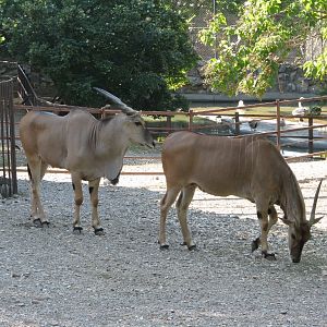 Eland
