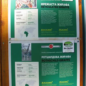 Girrafe, Two Young Males