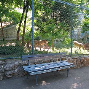 Cheetah Enclosure1