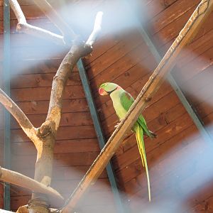 Alexandrine Parakeet
