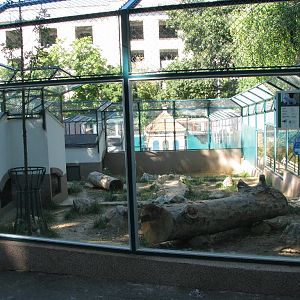 Artic Wolf Enclosure