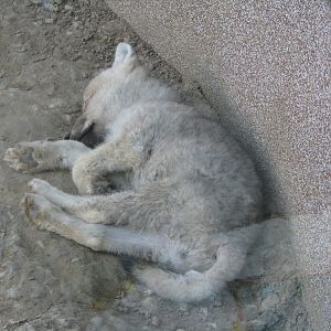 Artic Wolf Pup2