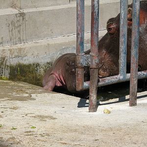 Baby Hippo Pushed Out Of The Pool1
