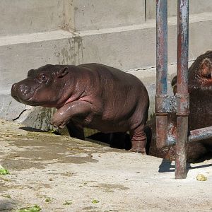 Baby Hippo Pushed Out Of The Pool2