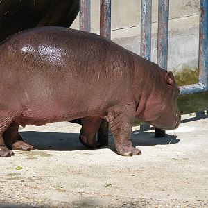 Baby Hippo1