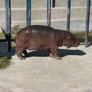 Baby Hippo2