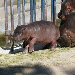 Baby Hippo3