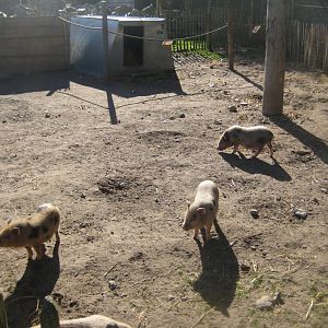 Randers Regnskov - Danmarksparken - Pig pen