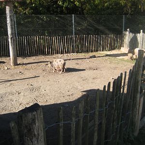 Randers Regnskov - Danmarksparken - Pig pen