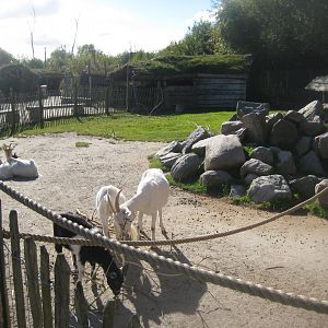 Randers Regnskov - Danmarksparken - Goat pen