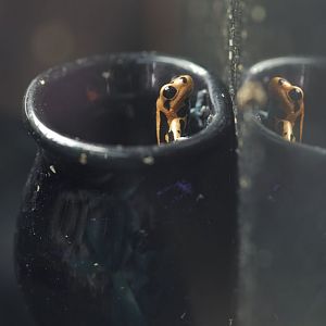 Mimic poison frog in brood container