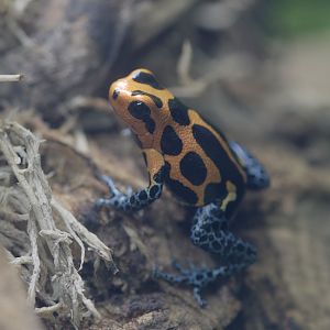 Mimic poison frog