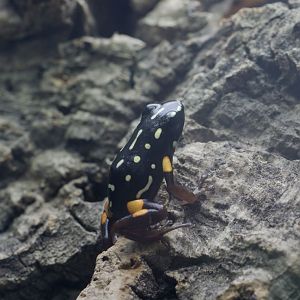 Brazil nut poison frog
