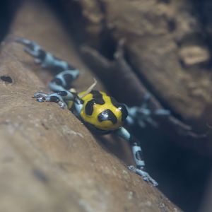 Sira poison frog