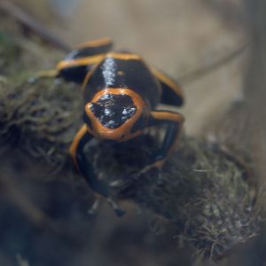 Summers' poison frog